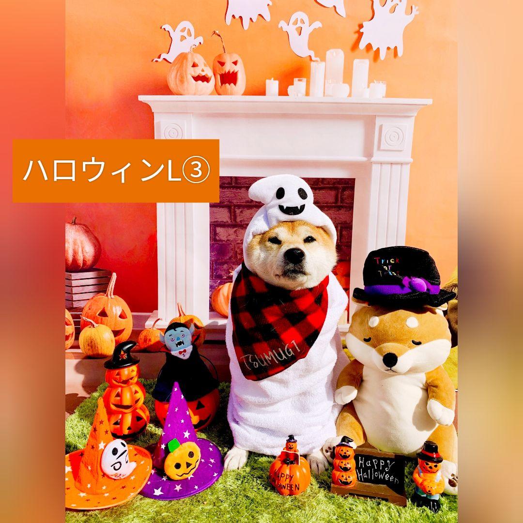 背景布ハロウィンK②　ペット、パーティー撮影用フェルトトリミングチョーカー販売中