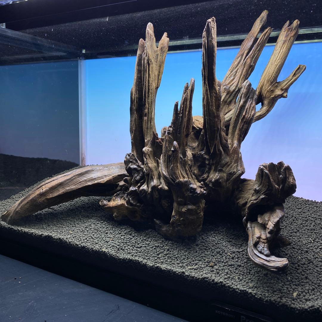 MRW-5822 赤系天然流木　自立流木　1点物　流木　アクアリウム