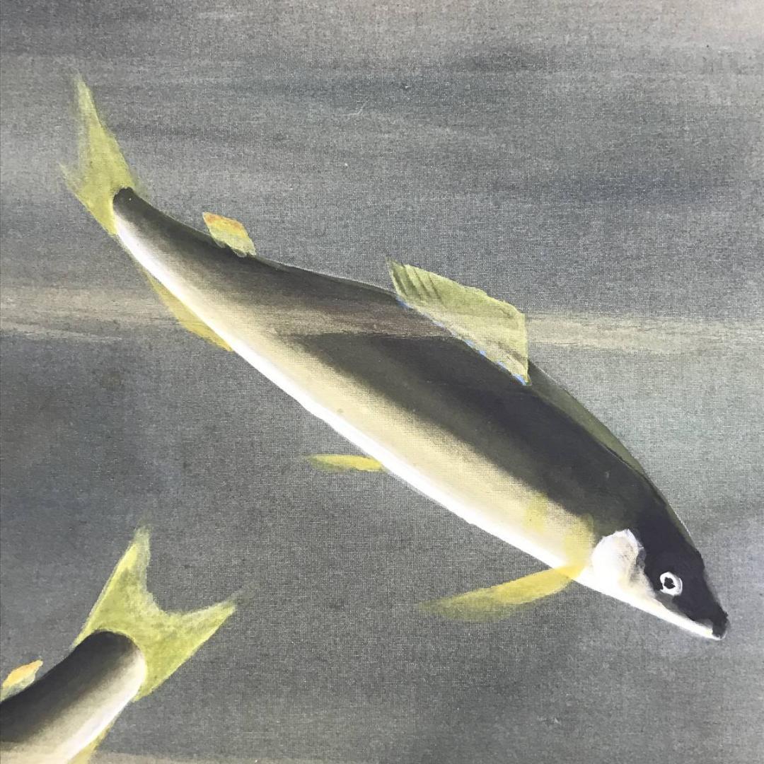 【真作】川村憲邦/鮎図/アユ図/香魚図/横物/掛軸/名家伝来/AD-760