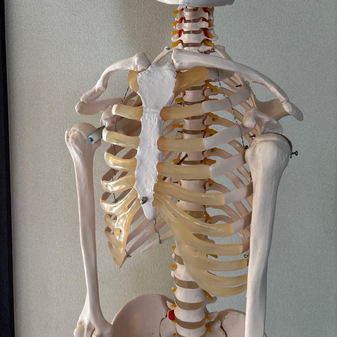 等身大骨格模型170cm キャスタースタンド付き