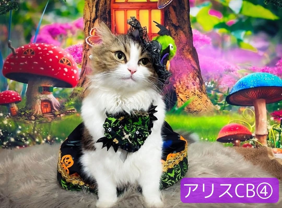 背景布×10枚+2枚プレゼント　ペット撮影用ブース　トリミングチョーカーも販売中