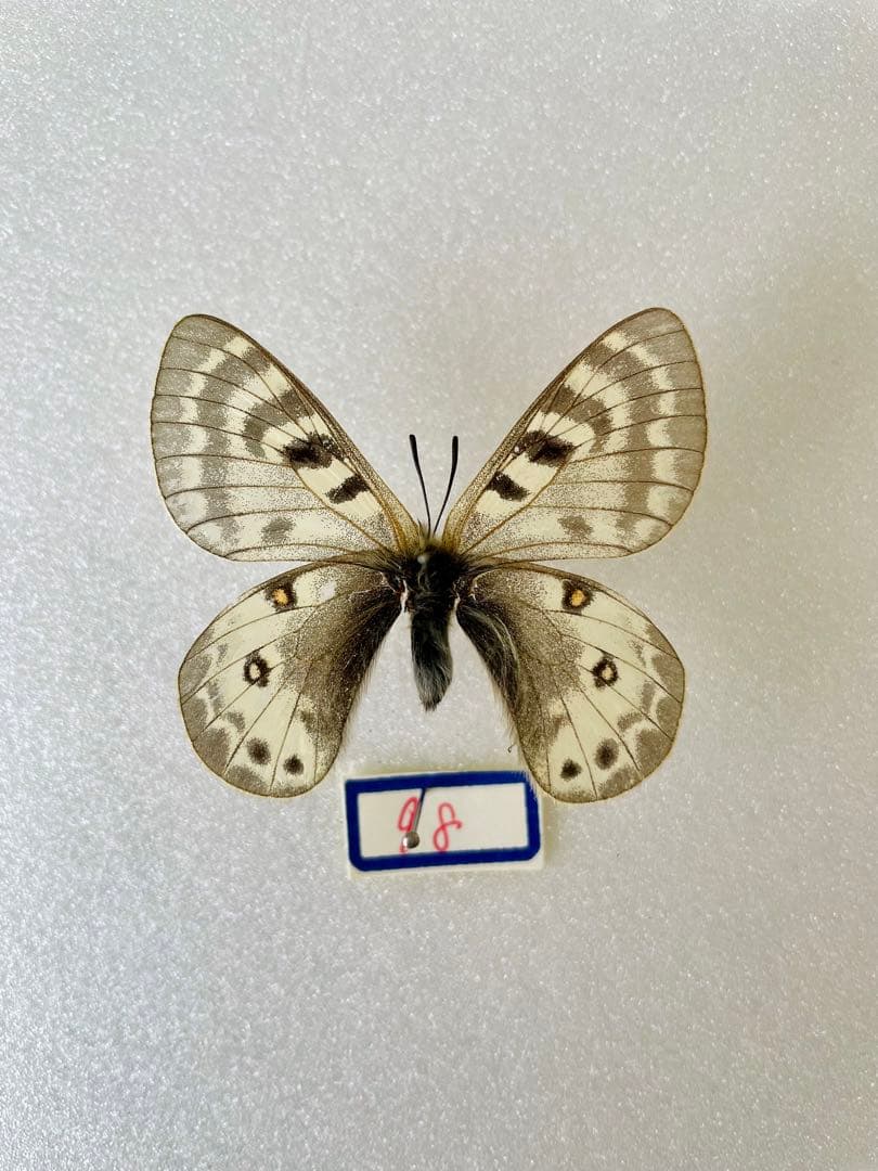 パルナシウス・パトリキウス・コッピ（1メス・中国新疆省）