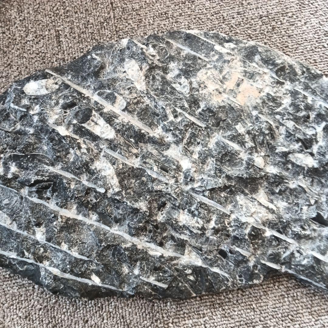 モロッコの直角石類/オルソセラス　大型プレート