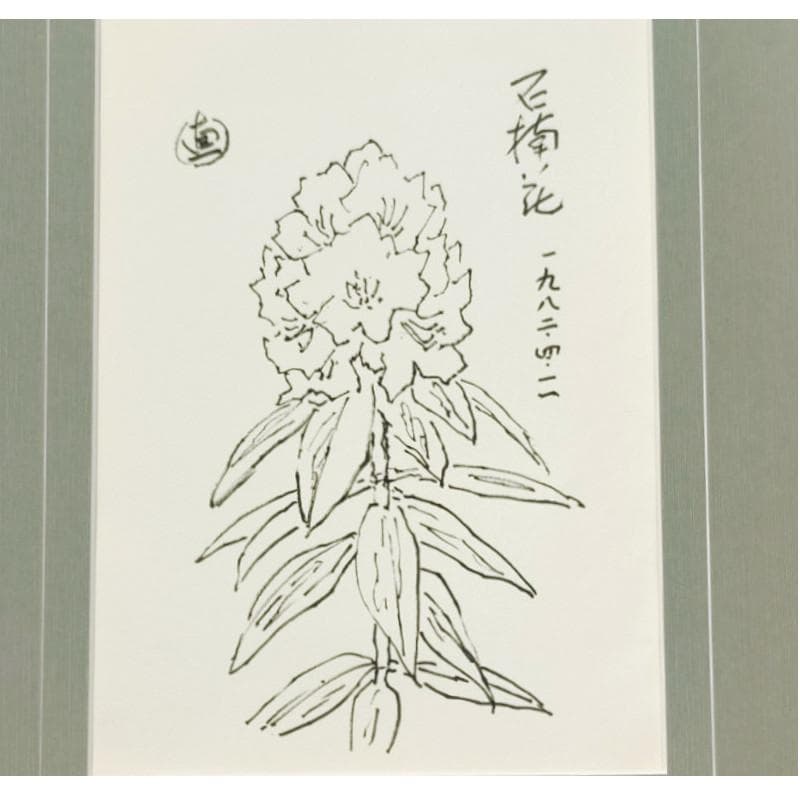 ☆坂本直行☆「 石楠花（しゃくなげ）」ペン画　大衣　未使用!
