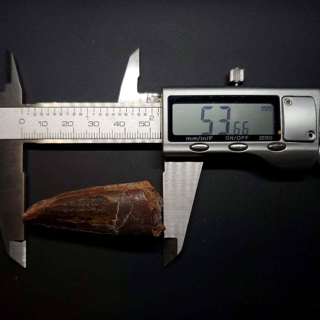 恐竜】スピノサウルス 本物 モロッコ産 53.66mm sp467