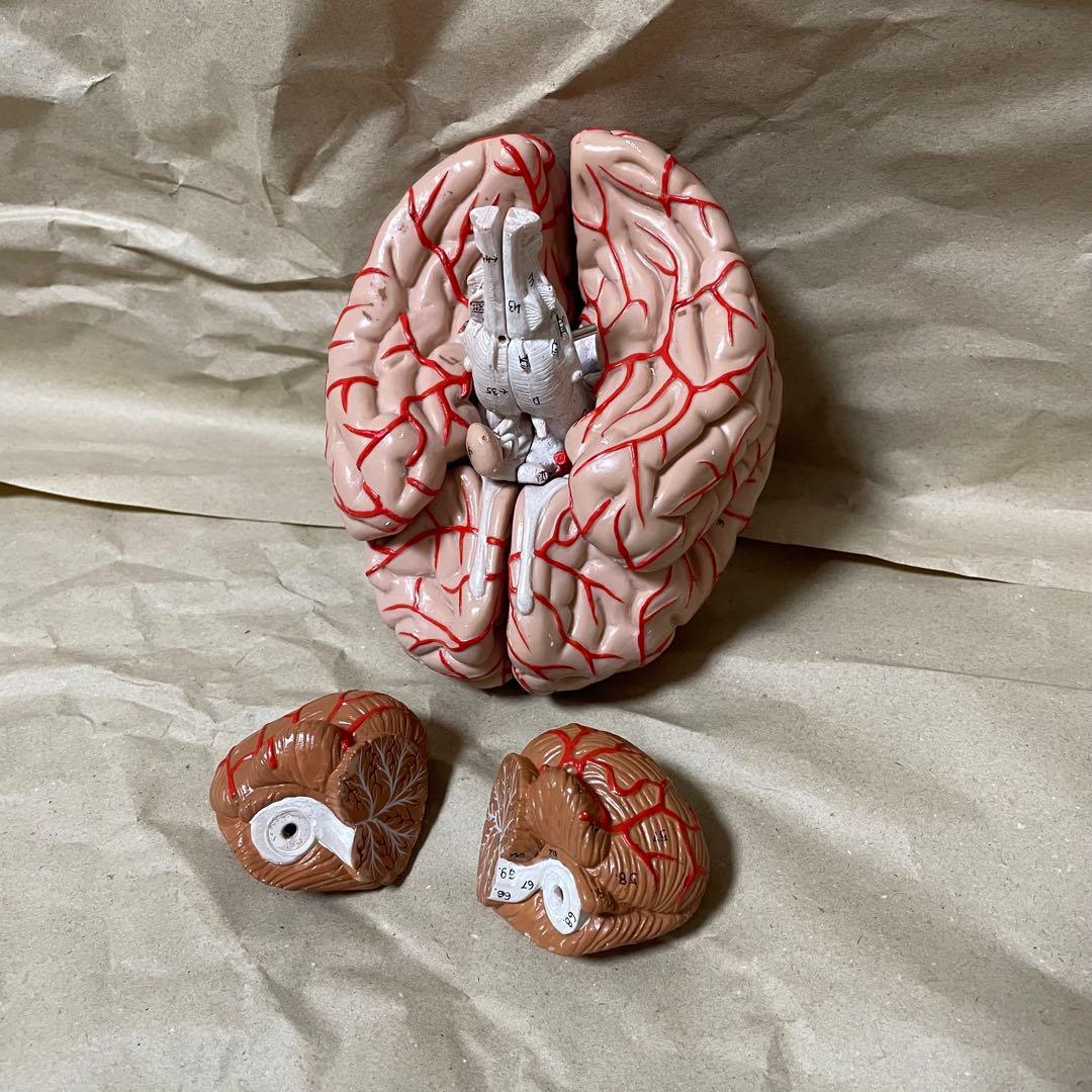 脳模型 医学 3B 9分解モデル ドイツ製