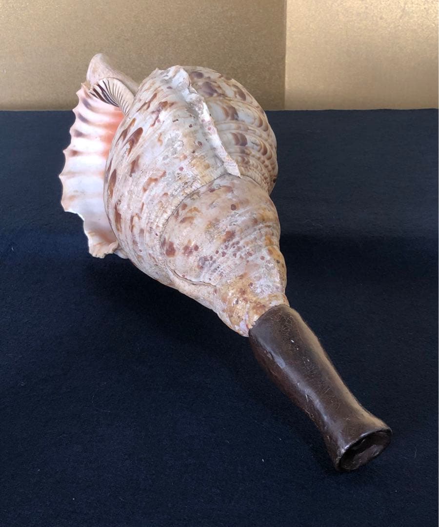 《R》法螺貝 ホラ貝 山伏 法具 和楽器 全長約39㎝　260105か4