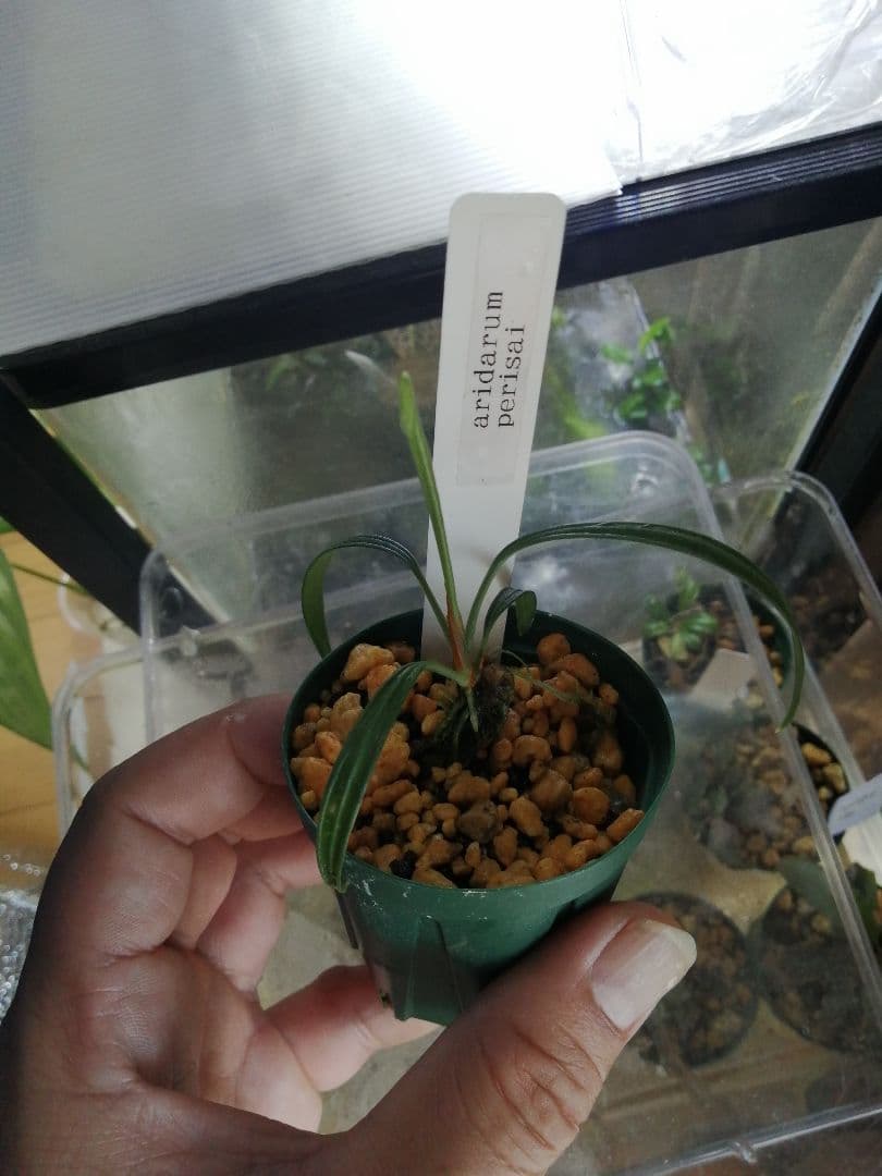 く*お様 aridarum perisai