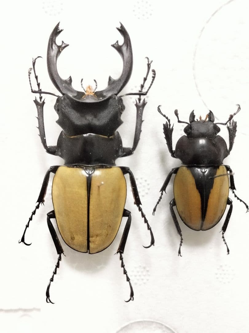 モウホツヤクワガタ標本ペア
