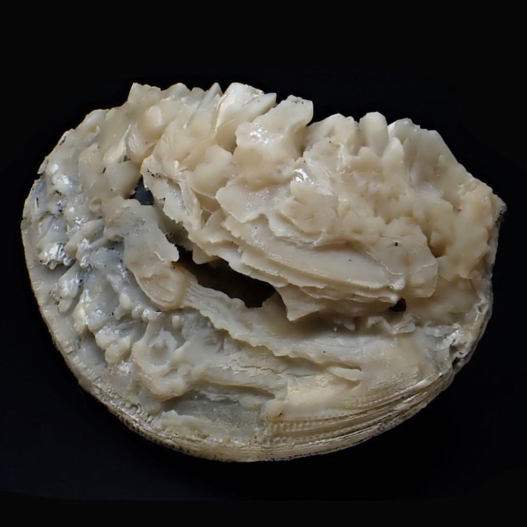 【アメリカ/フロリダ産】カルサイト(方解石)inハマグリ化石