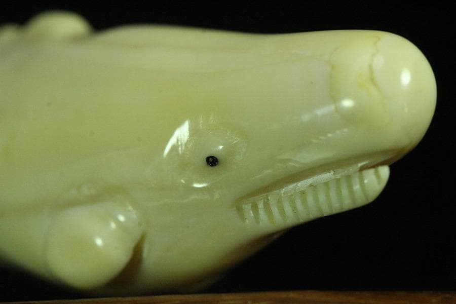 抹香鯨 歯 細密 彫刻 鯨 置物 根付 台付(K-A995)