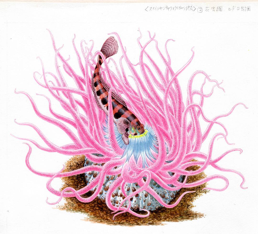 【絵画】ネイチャーアート「砂イソギンチャクとクラカケトラギス」原画