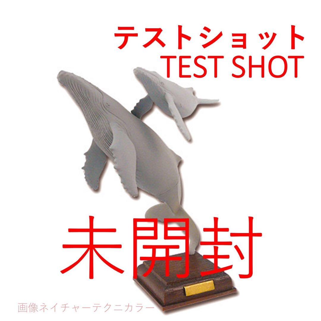 小笠原　ザトウクジラ　テストショット　ネイチャーテクニカラー