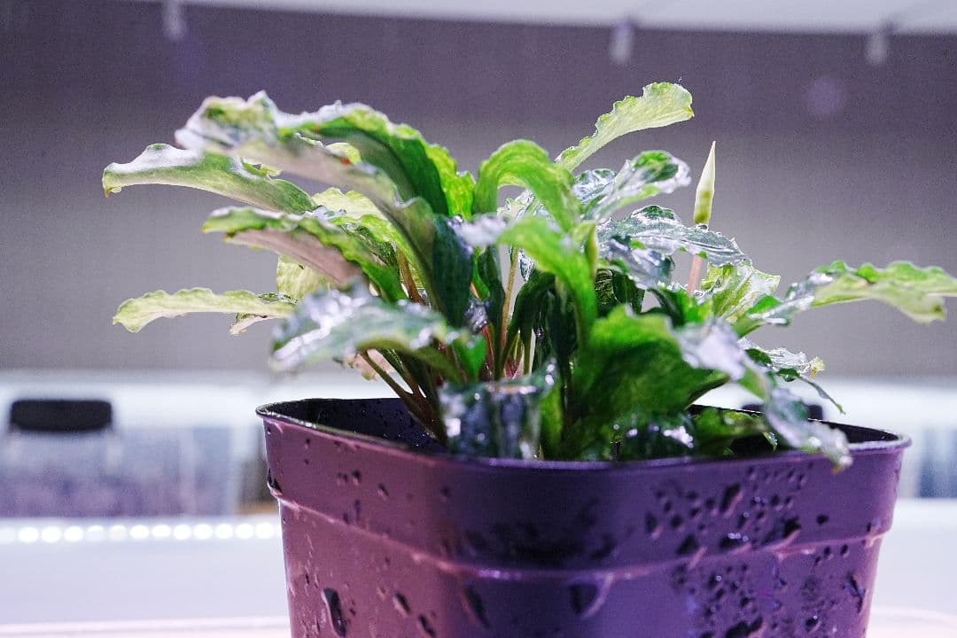 ブセファランドラsp. グリーンウェービー 斑入り バリエガータ　水上葉　無農薬