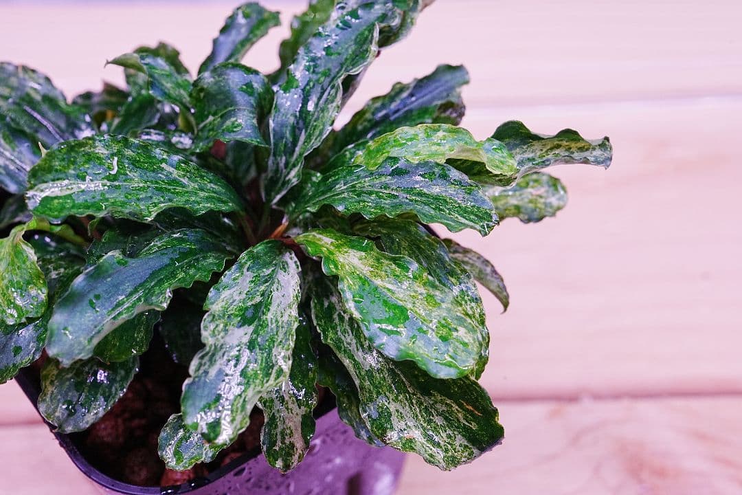 ブセファランドラsp. グリーンウェービー 斑入り バリエガータ　水上葉　無農薬