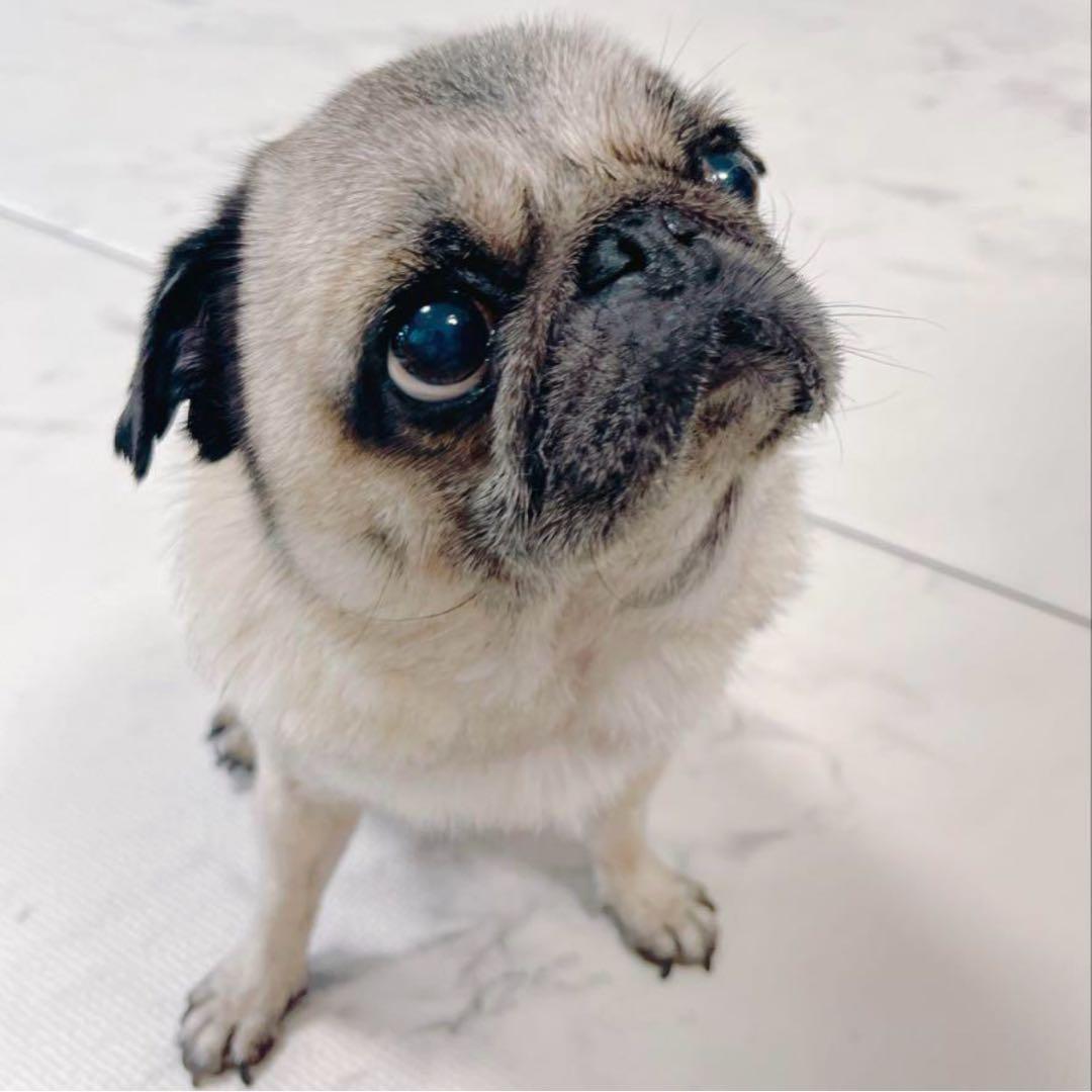 ★⭐︎えむえむ⭐︎★羊毛フェルト【パグ】犬　メモリアル　オーダー　マック