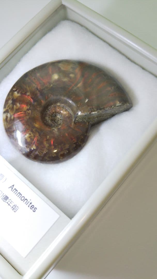 早い者勝ち 未開封 標本 希少な虹入りアンモナイト化石 白亜紀前期