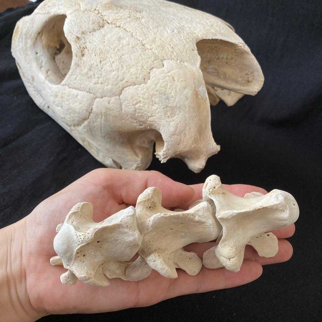 アカウミガメの頭骨、頸椎、クチバシ