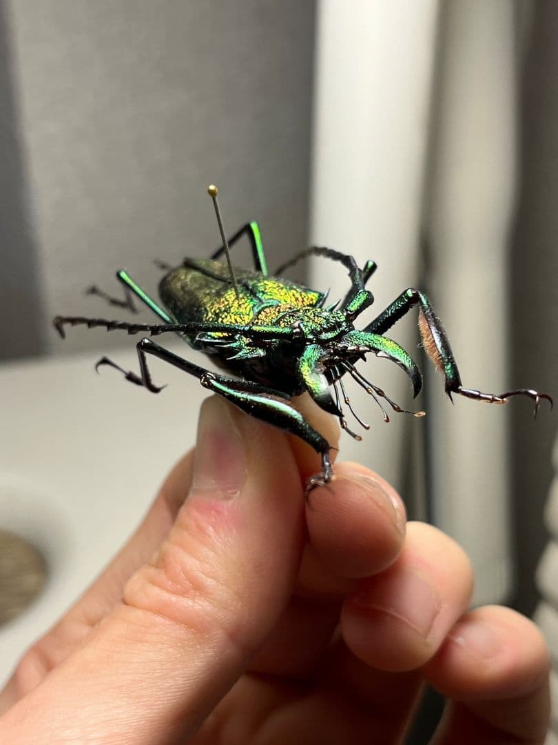 【赤緑】ルリオニカミキリ ムラサキオニノコギリカミキリ 昆虫標本