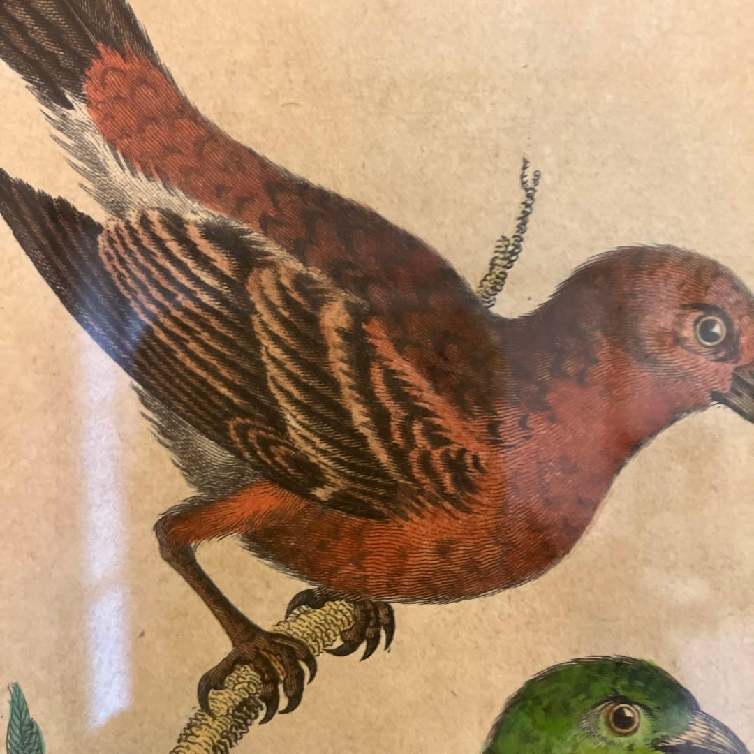 アンティーク銅版画　エキゾチックバード　19世紀初頭