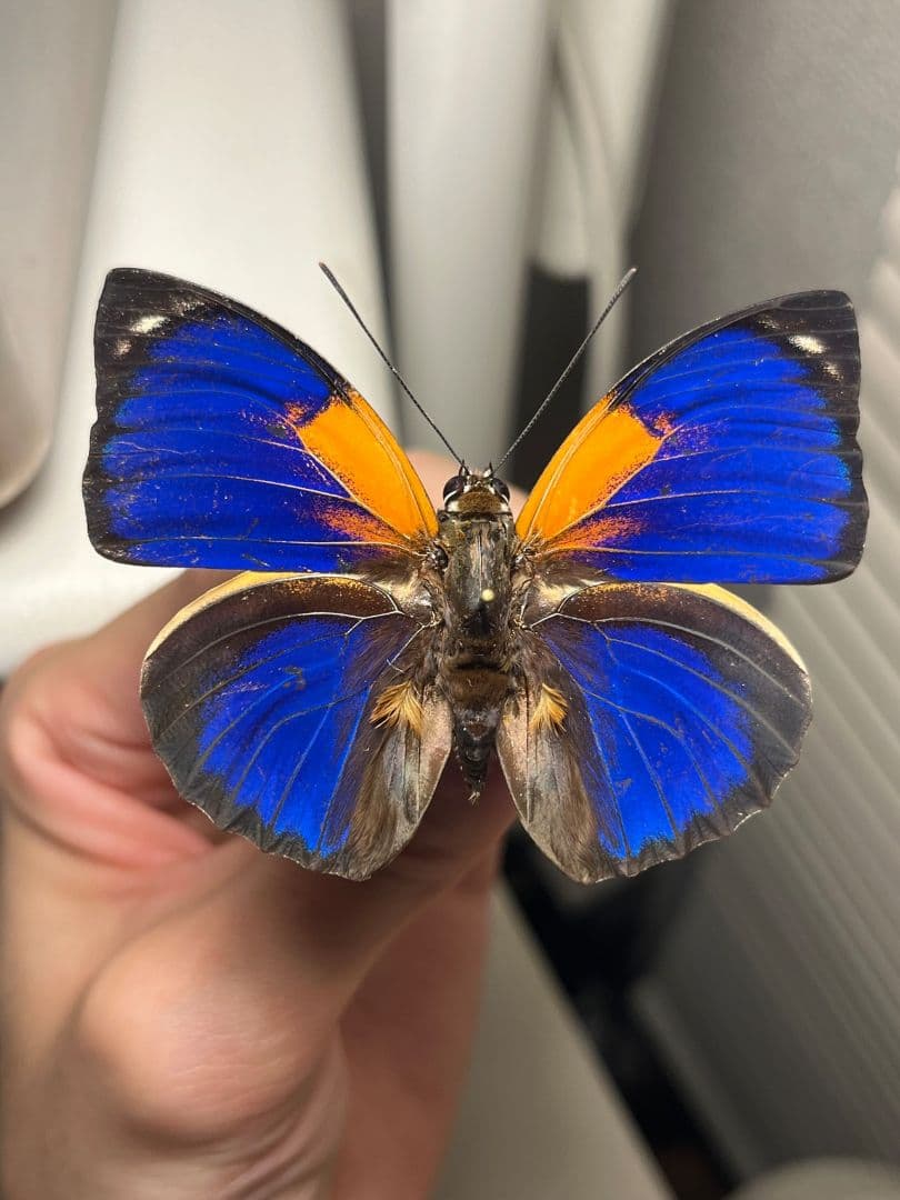 アグリアスファルキドンフルニエラ♂ ペリクレスミイロタテハ 蝶標本