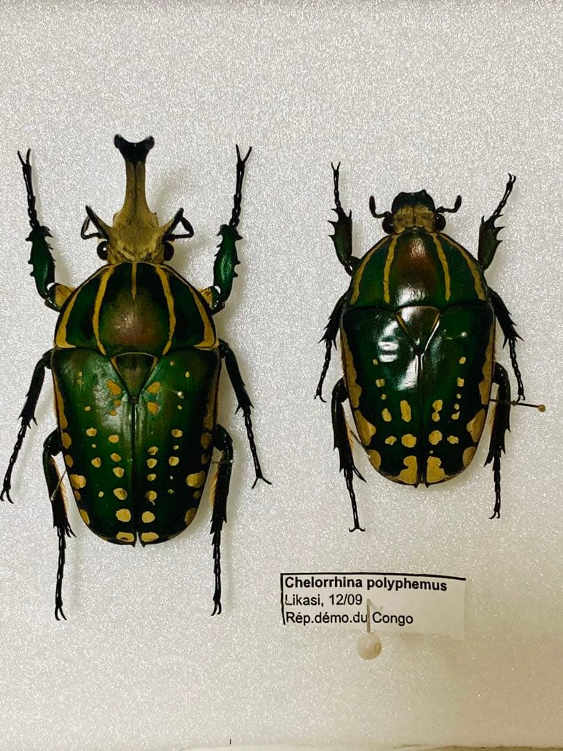 【ハナムグリ】ポリフェムス・オオツノカナブン