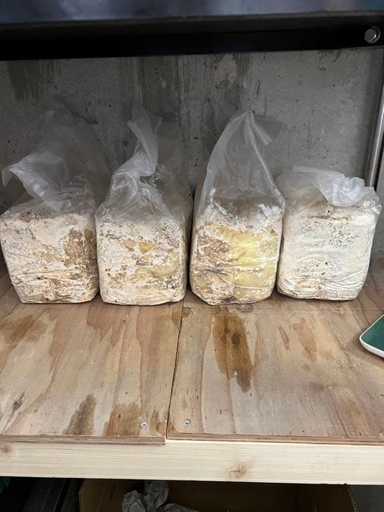 年末特価　カワラ菌糸ブロック　9個セット