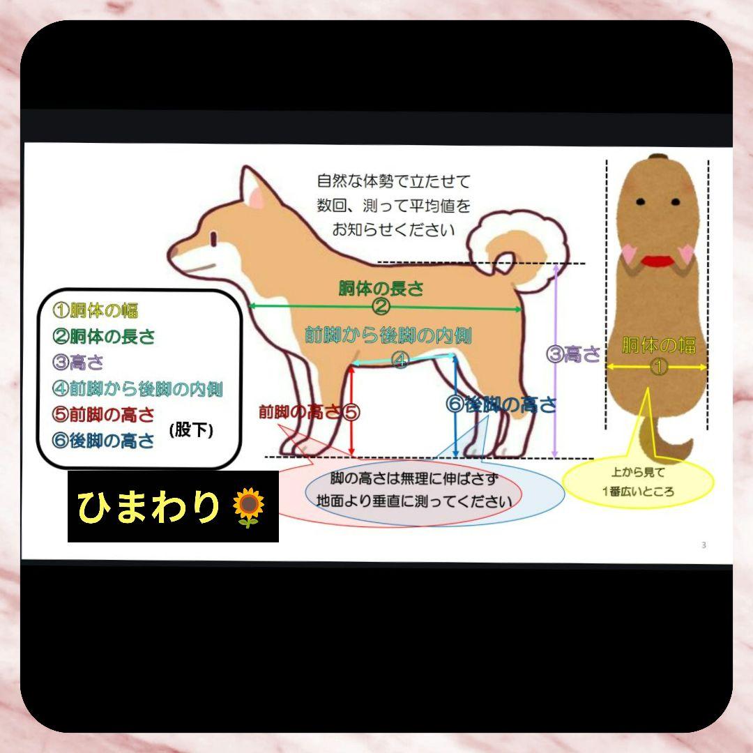柴犬4輪　リハビリ　食事補助　犬用車椅子　介護用品　犬の歩行器
