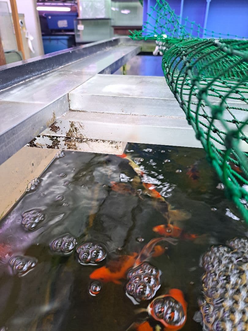 引取限定　大型中古アクリル水槽