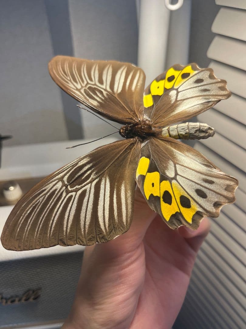 サビモンキシタアゲハ 蝶 外国産蝶標本 標本