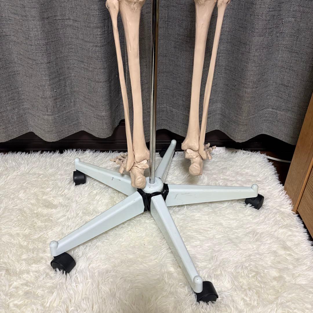 骨模型　全身　等身大　キャスター付　整体院　整骨院