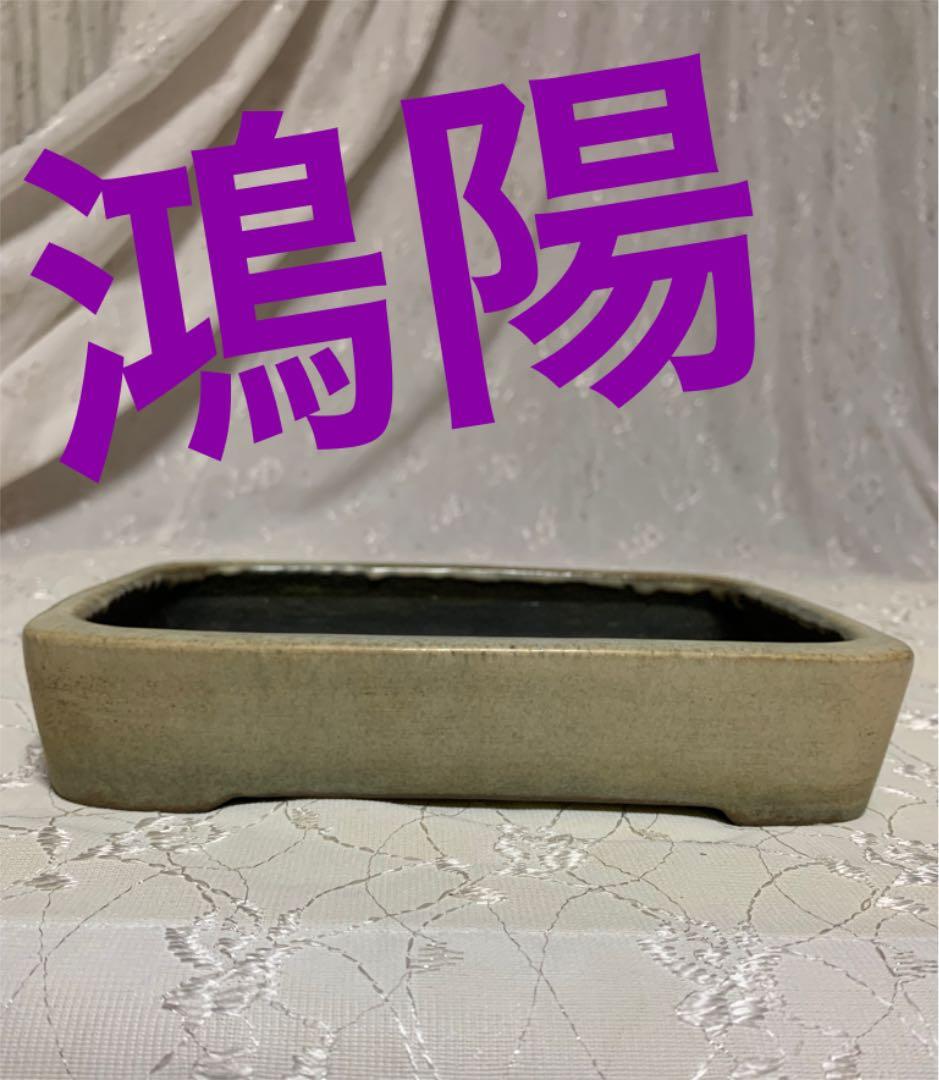 鴻陽　やや大きめ　盆栽鉢