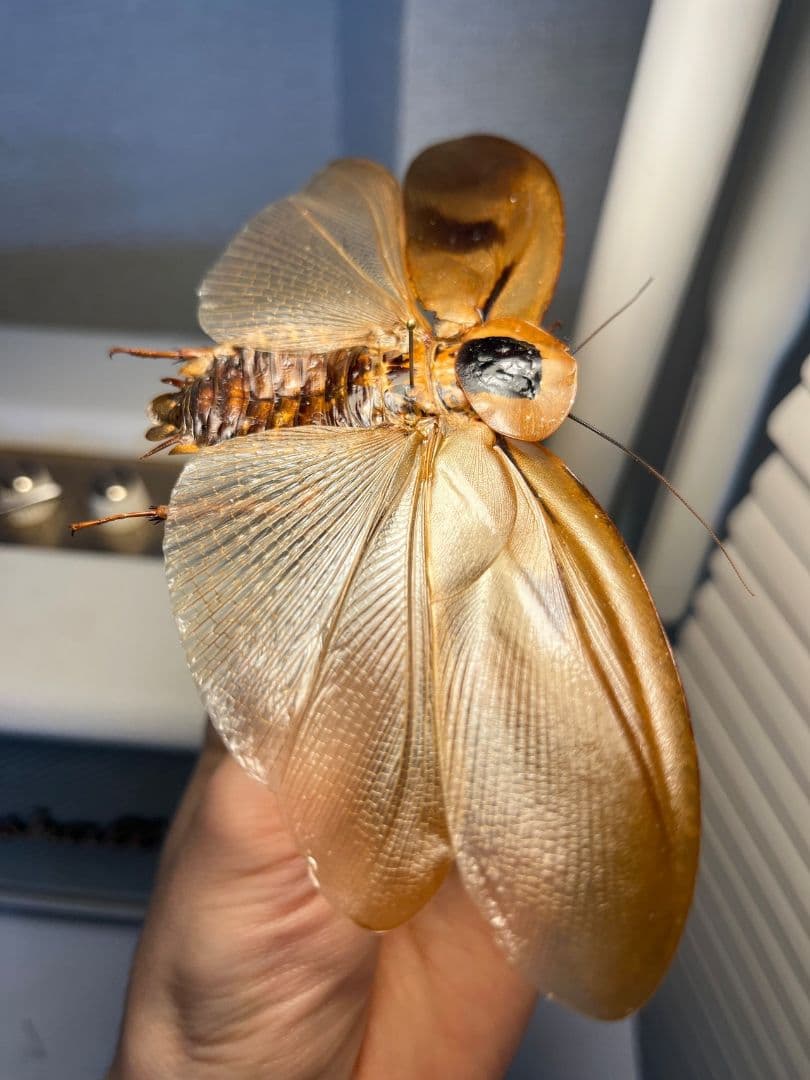 【蜚開翅】ブラベルスギガンテウス ゴキブリの標本 レッドローチデュビア