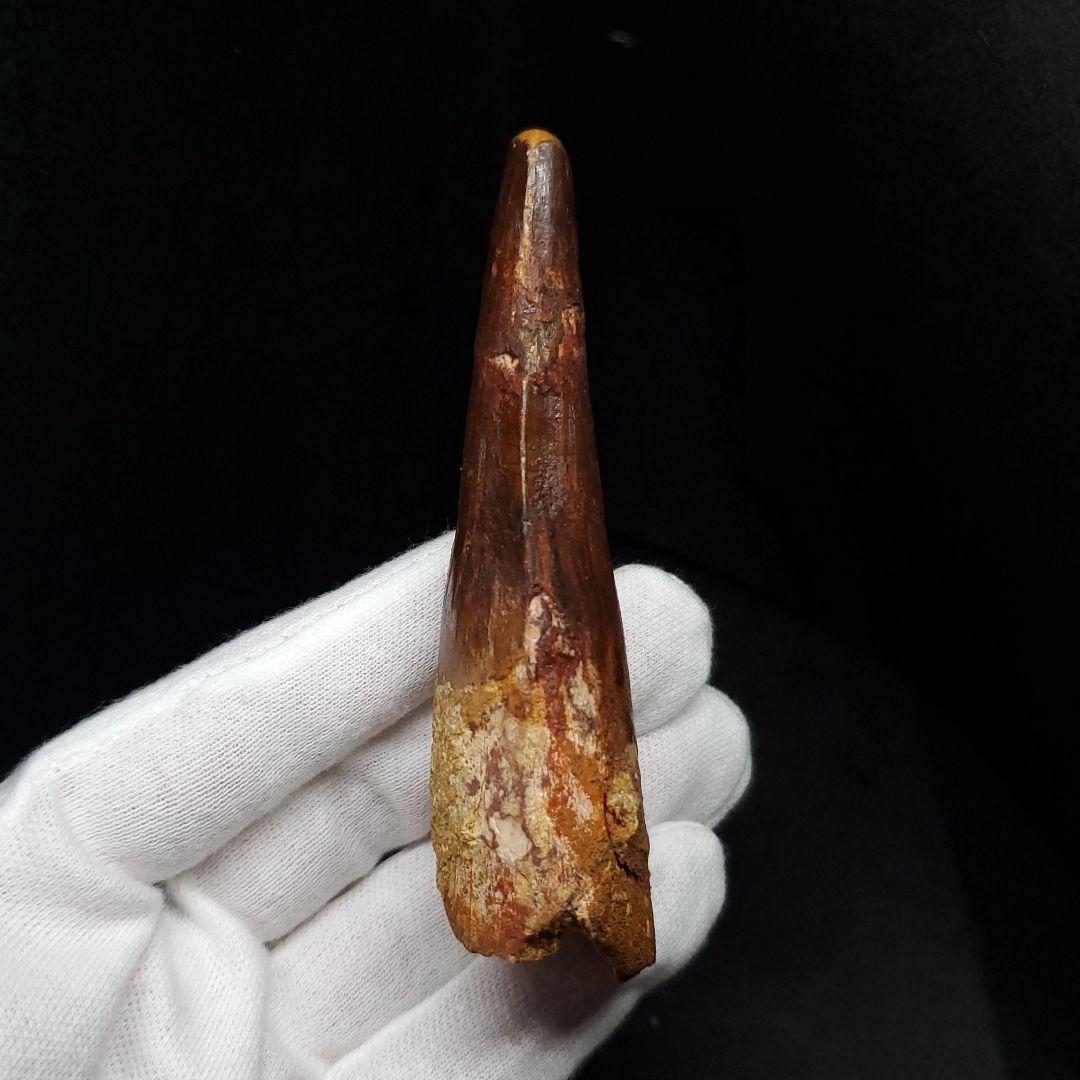 美品 スピノサウルス 本物 モロッコ産 87.94mm  sp431