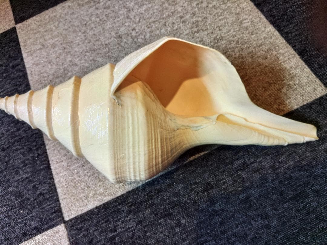 超美品！世界最大の巻貝　アラフラオオニシ　49センチ