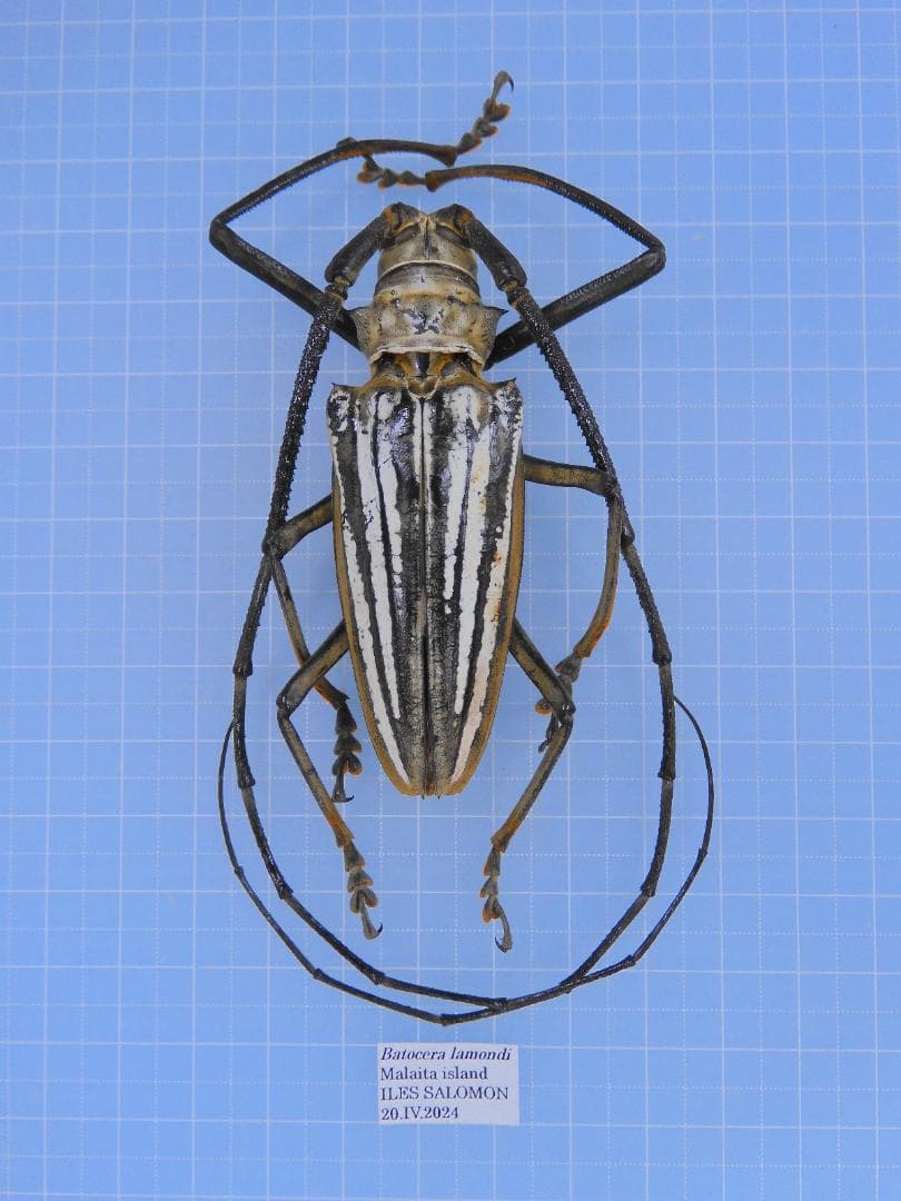 ソロモン産　ラモンドシロスジカミキリ