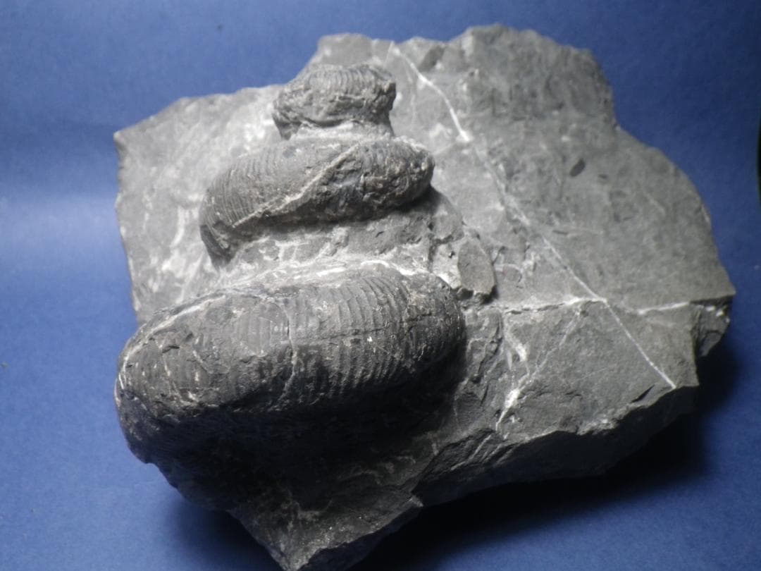 国産化石 異常巻 ２６０１２１