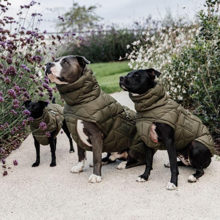 Kentucky Dogwear 未使用ベルギー ドッグコート 中綿入り