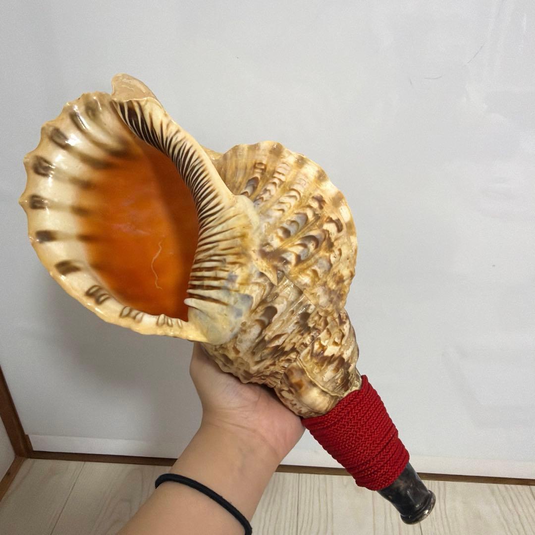 法螺貝 ほら貝 36.5cm‼️