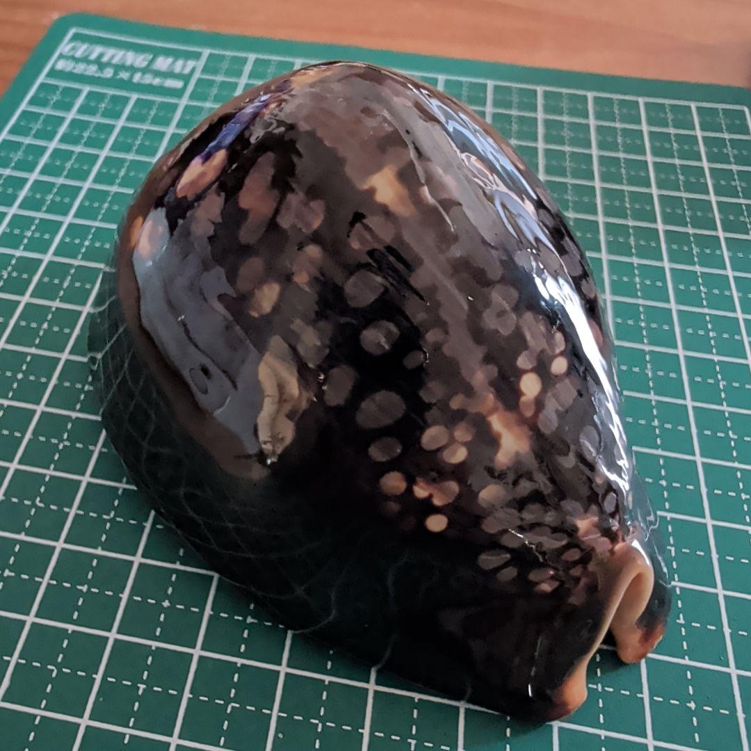 ハチジョウダカラ