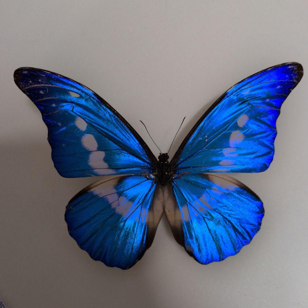 蝶標本 昆虫標本 外国産蝶標本　ヘレナモルフォ