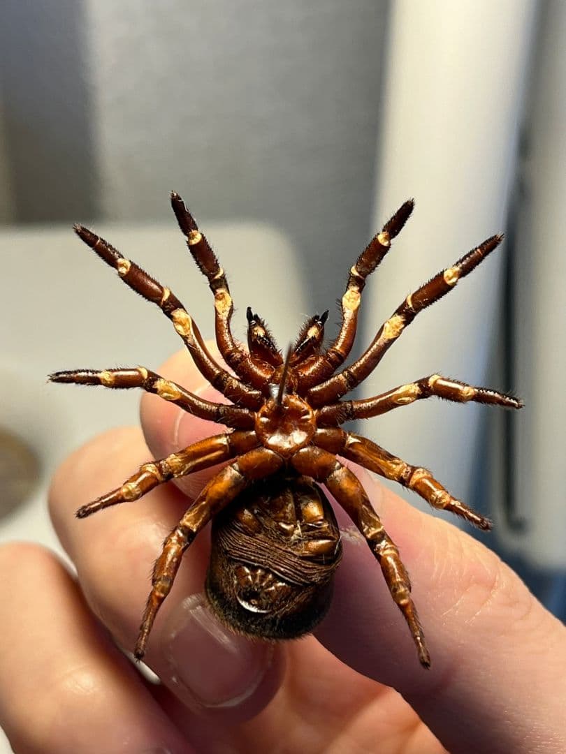 【極美展足】シリキレグモ トラップドアスパイダー タランチュラ ムカデ