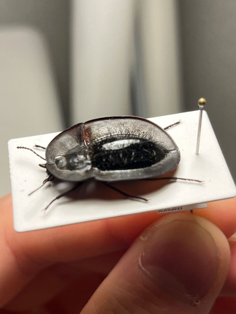 【属内最高峰】パイザラゴミムシ 巨大 昆虫標本 標本 甲虫 オサムシ ハンミョウ