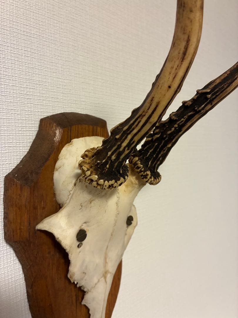 ブロカント アンティーク ハンティングトロフィー 鹿角 オブジェ