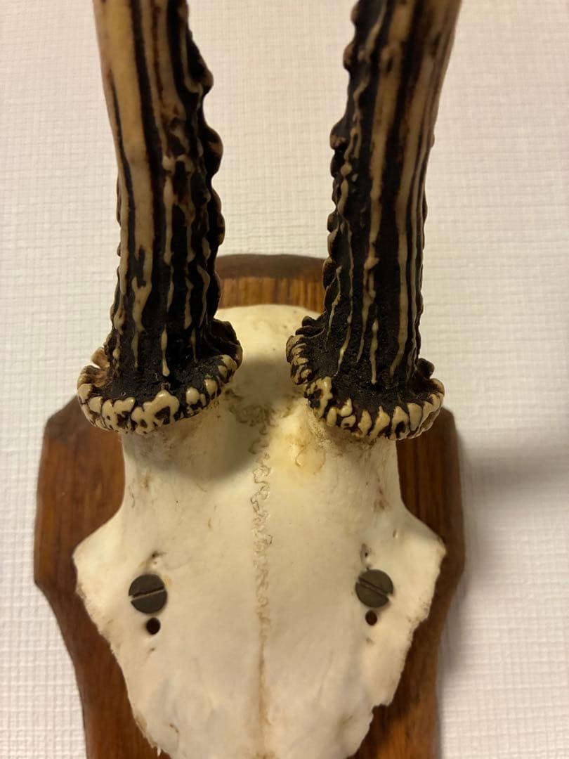 ブロカント アンティーク ハンティングトロフィー 鹿角 オブジェ