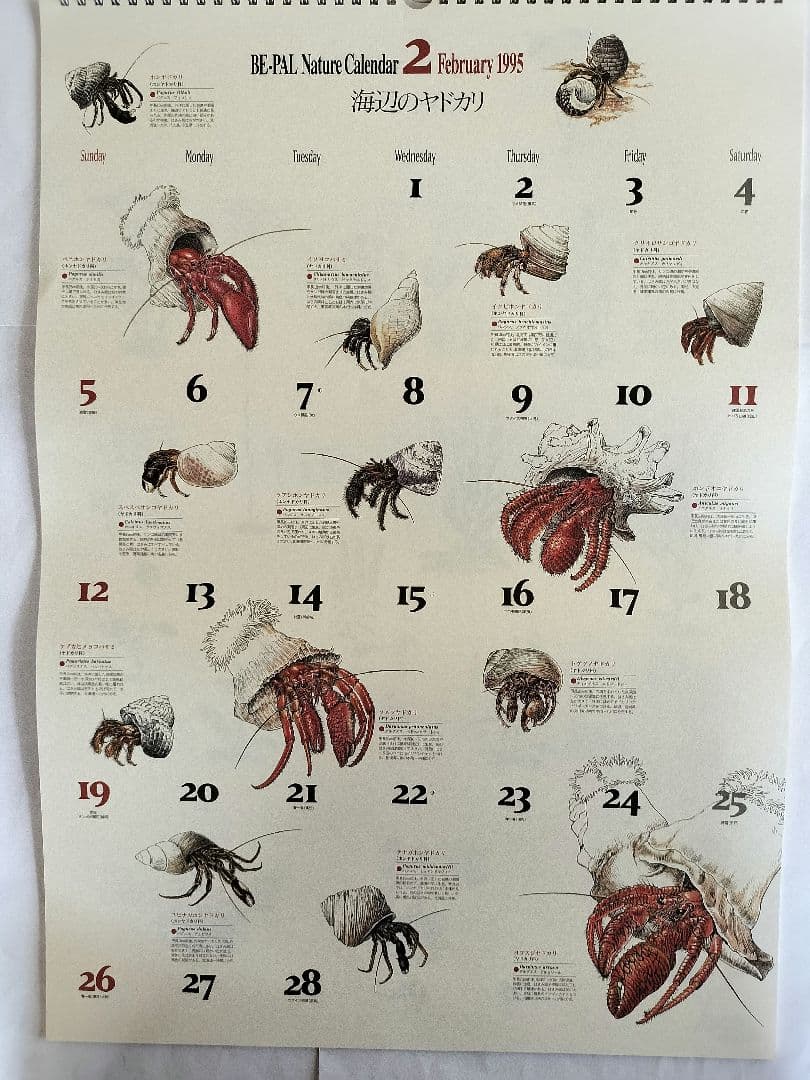 BE-PAL ビーパル カレンダー 新品未使用 1995年　ヴィンテージ