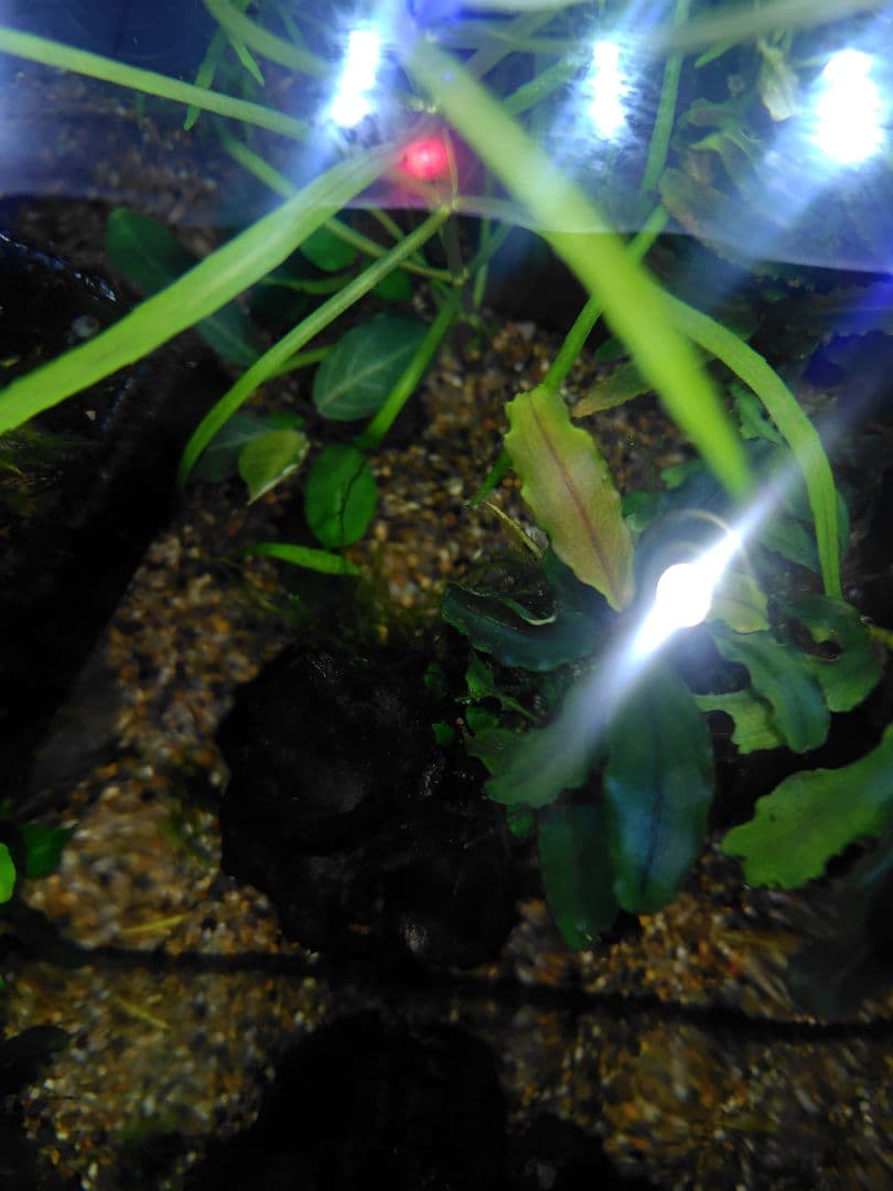 ブセファランドラ　レッドガイア激レア　水中葉一株