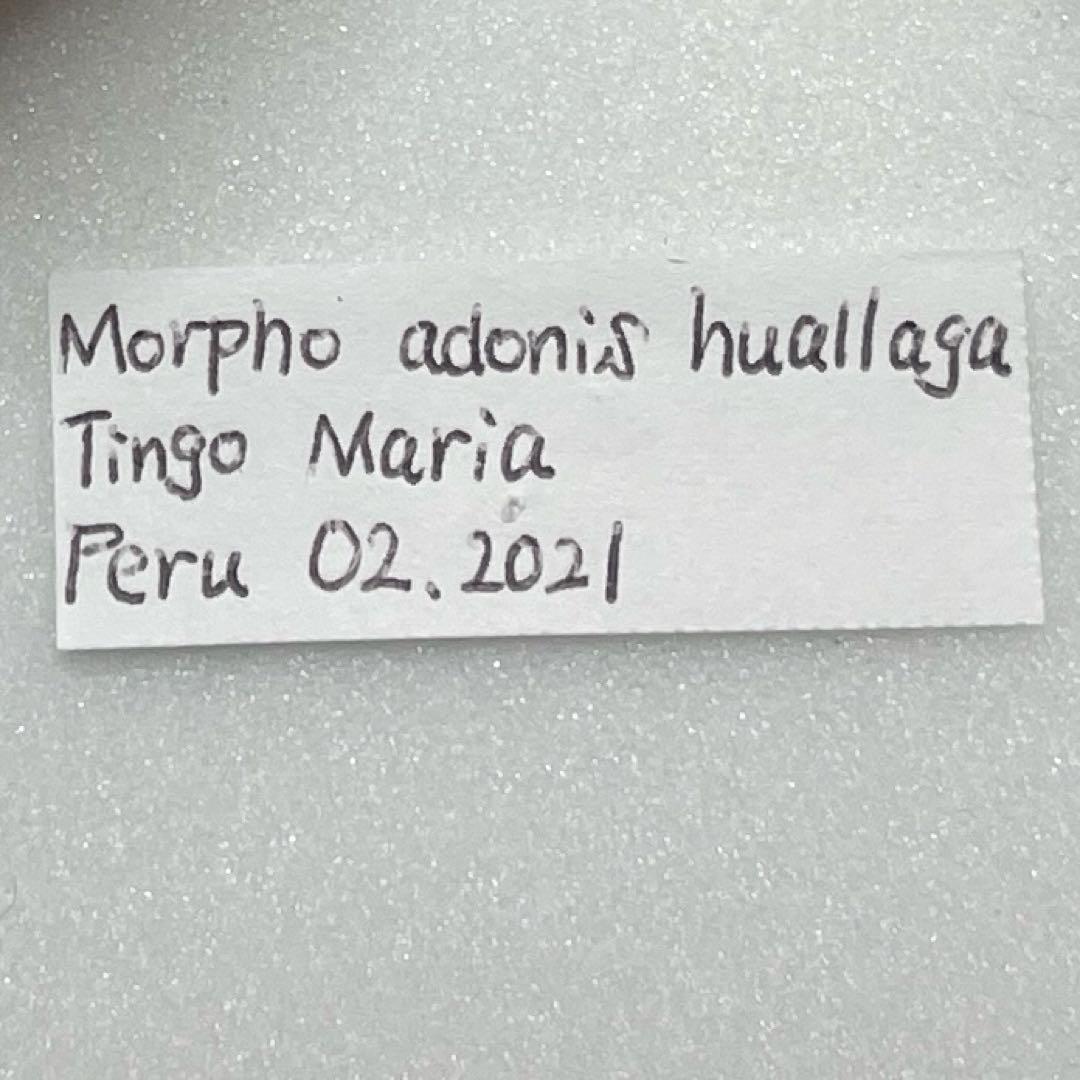 モルフォ蝶adanis huallaga