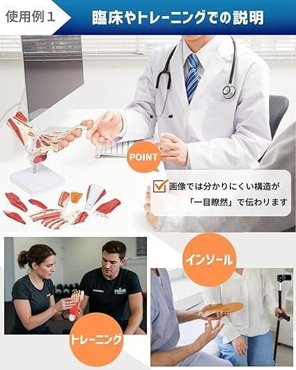 足部解剖模型 軟部組織付き 人体模型 足関節 10パーツ 等身大 足骨模型