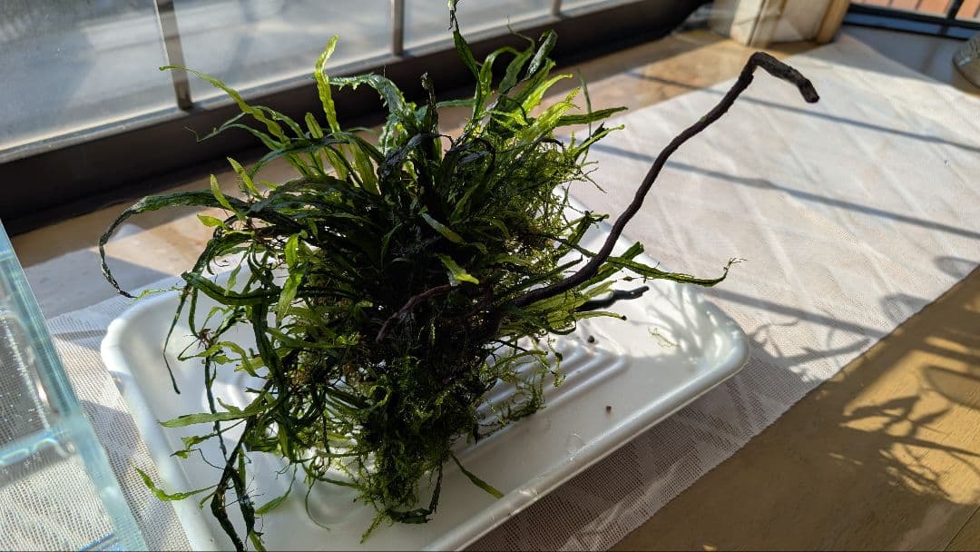 ミクロソリウム本ナロー大株、ウィーピングモス自然活着のとても特徴がある枝流木